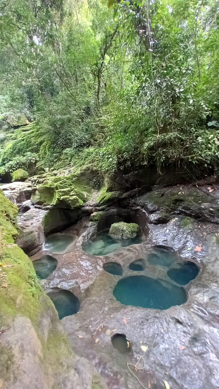 Paquete 1 - Pata de Perro