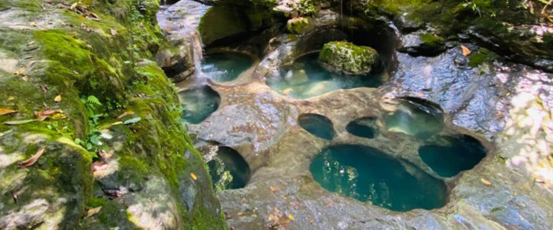 Paquete 1 - Pata de Perro